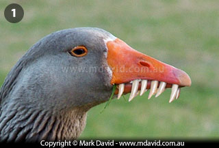 Digitally manipulated image of teeth on a goose
