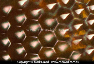 surface of a compound eye