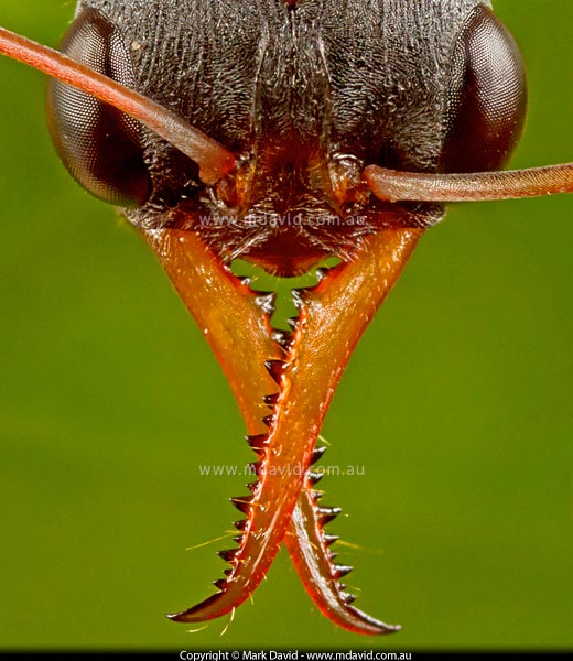 Jumper Ant mandibles