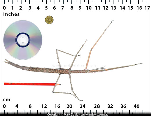 Stick insect shown against some familiar objects