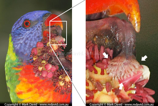 photo enlargement showing the Rainbow Lorikeet's hairy tongue