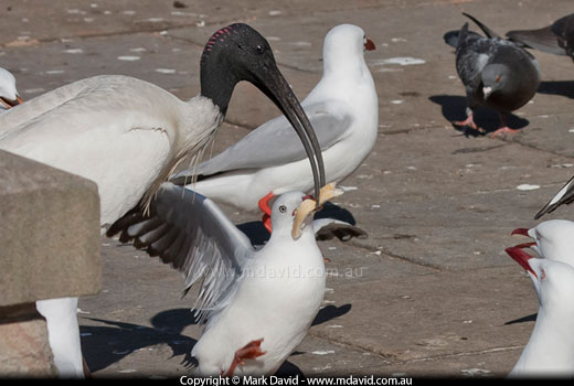 birds fighting over bread