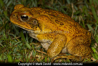 Cane Toad on the lawn