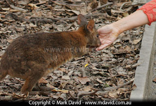 Tourist feeding a wallaby