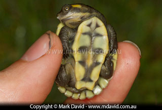 Young freshwater turtle