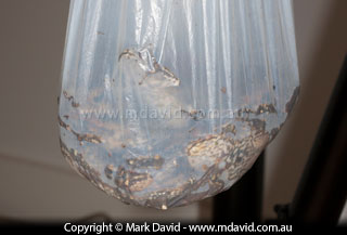 Cane Toads in a garbage bag