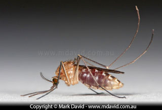 Mosquito after feeding