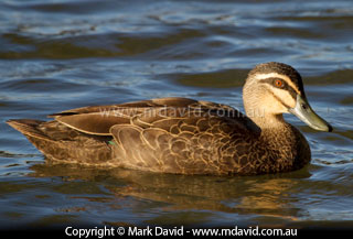 Pacific Black Duck adult