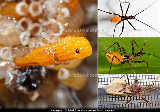 Stages in the life of an Assassin Bug