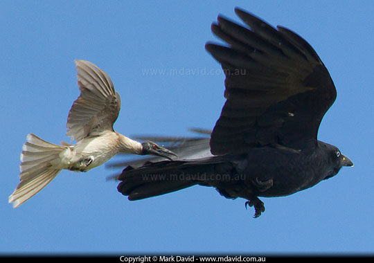 Noisy Friarbird chasing a Torresian Crow