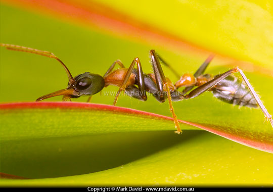 Jumper Ant