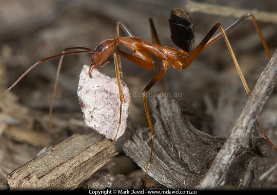 Spider Ant
