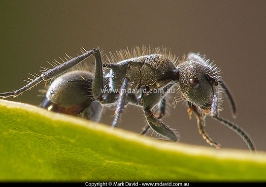 Golden-tailed Spiny Ant