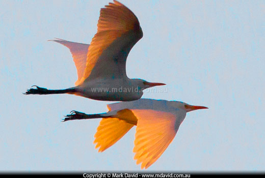 Cattle Egrets