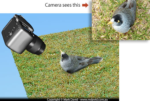 how most bird photos are taken