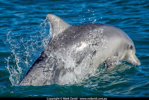 Bottlenose Dolphin