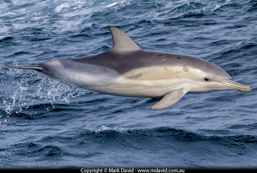 Short-beaked Common Dolphin