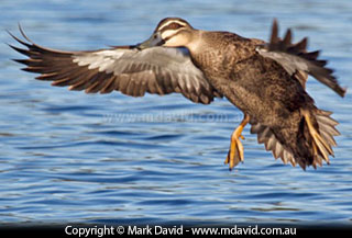 Pacific Black Duck about to land on water