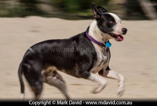 Motion blur in a photo of a dog