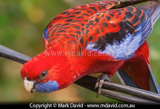 Crimson Rosella photographed in sunlight tinted orange by a bush fire