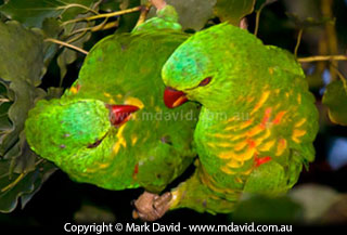 Scaly-breasted Lorikeets
