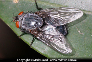 Specular highlights on a fly