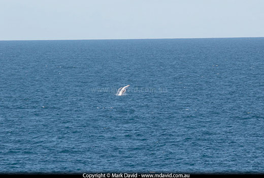 breaching Humpback Whale