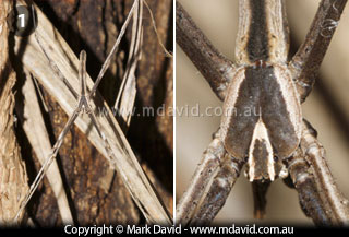 Deinopis spider