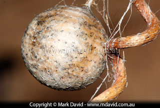 Egg sac of a Deinopis spider
