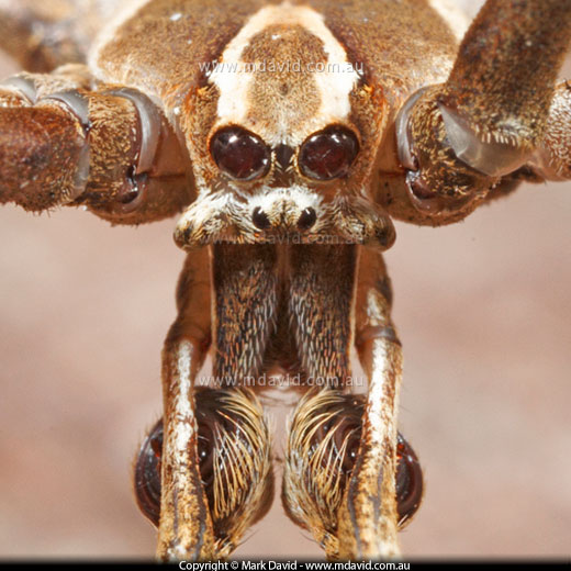 Deinopis Spider