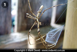 Deinopis spider with its net