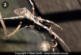 Deinopis spider with its egg sac