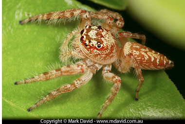 Mark David | Jumping Spiders