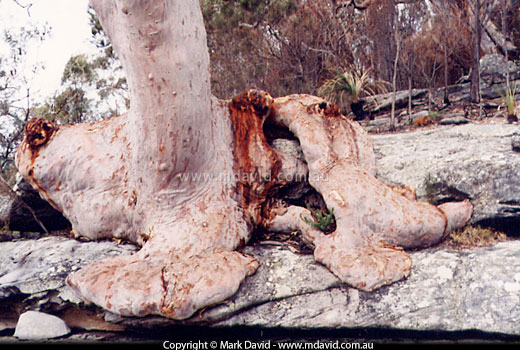base of an old Angophora costata
