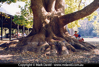Camphor Laurel tree