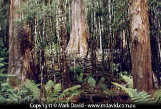 Tall Trees Walk, Tasmania