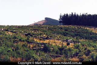 Tasmanian pine plantations
