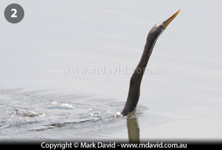 Darter swimming mostly submerged