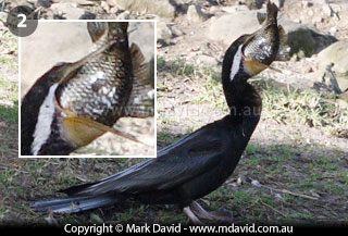 Darter swallowing a large fish