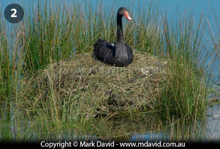 Black Swan on its nest