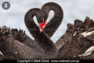 Two Black Swans posturing