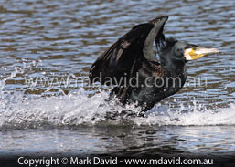 waterskiing cormorant