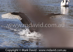 waterskiing swan