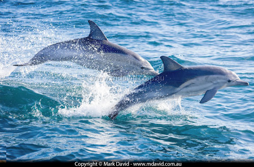 Short-beaked Common Dolphins
